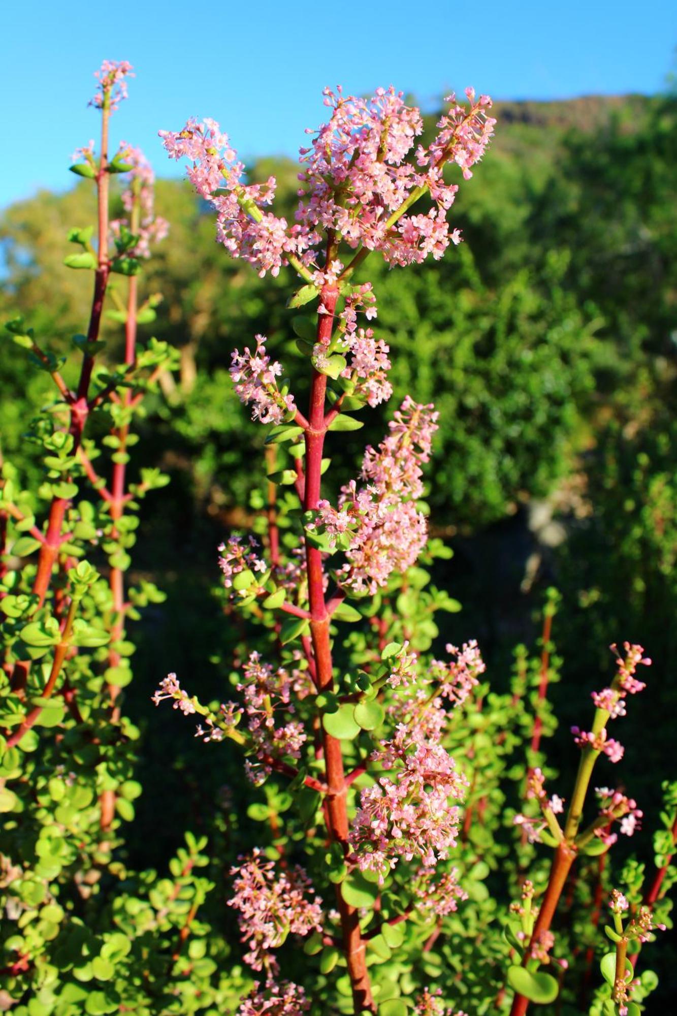 Bosch Luys Kloof Nature Reserve Ladismith Exteriér fotografie