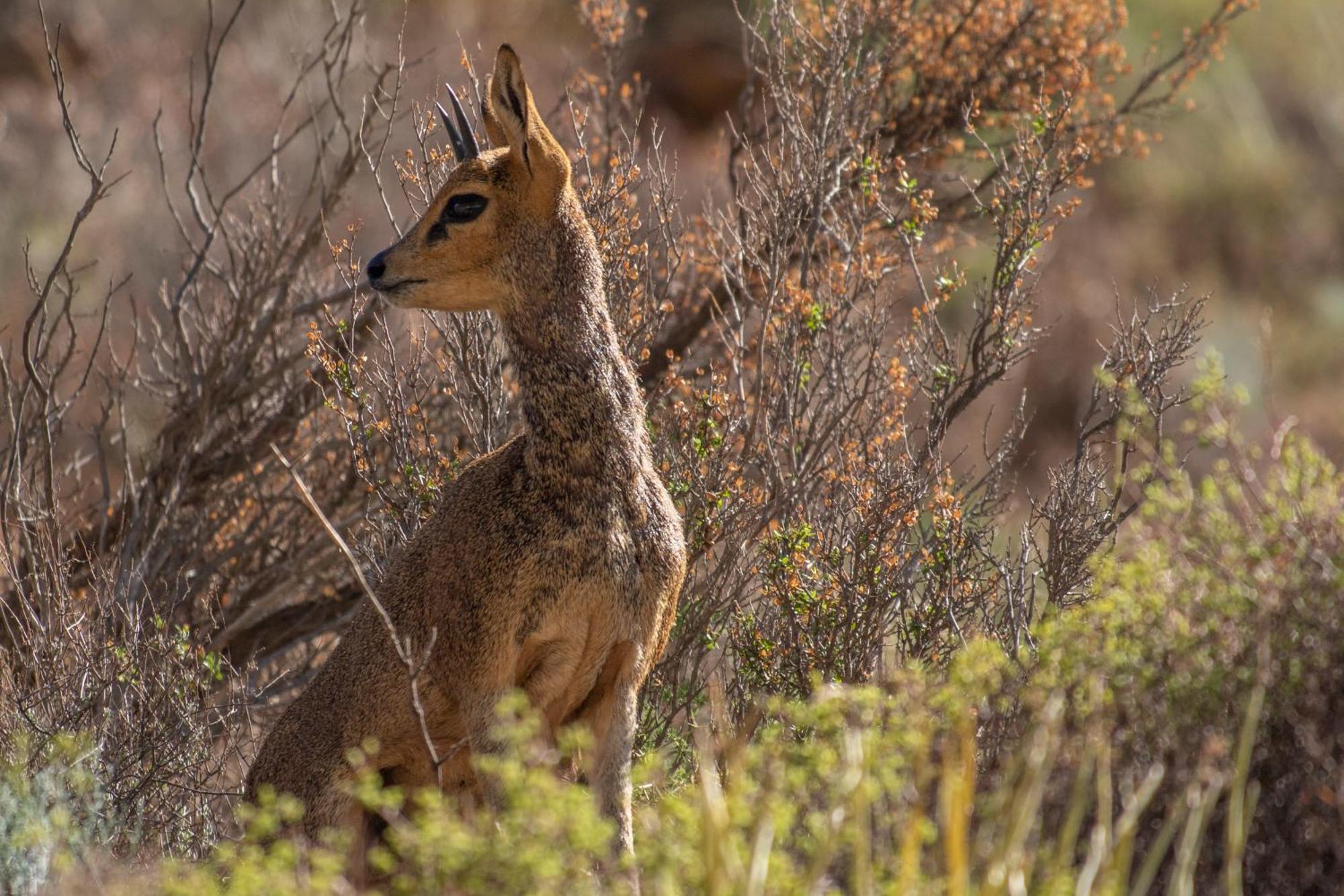Bosch Luys Kloof Nature Reserve Ladismith Exteriér fotografie