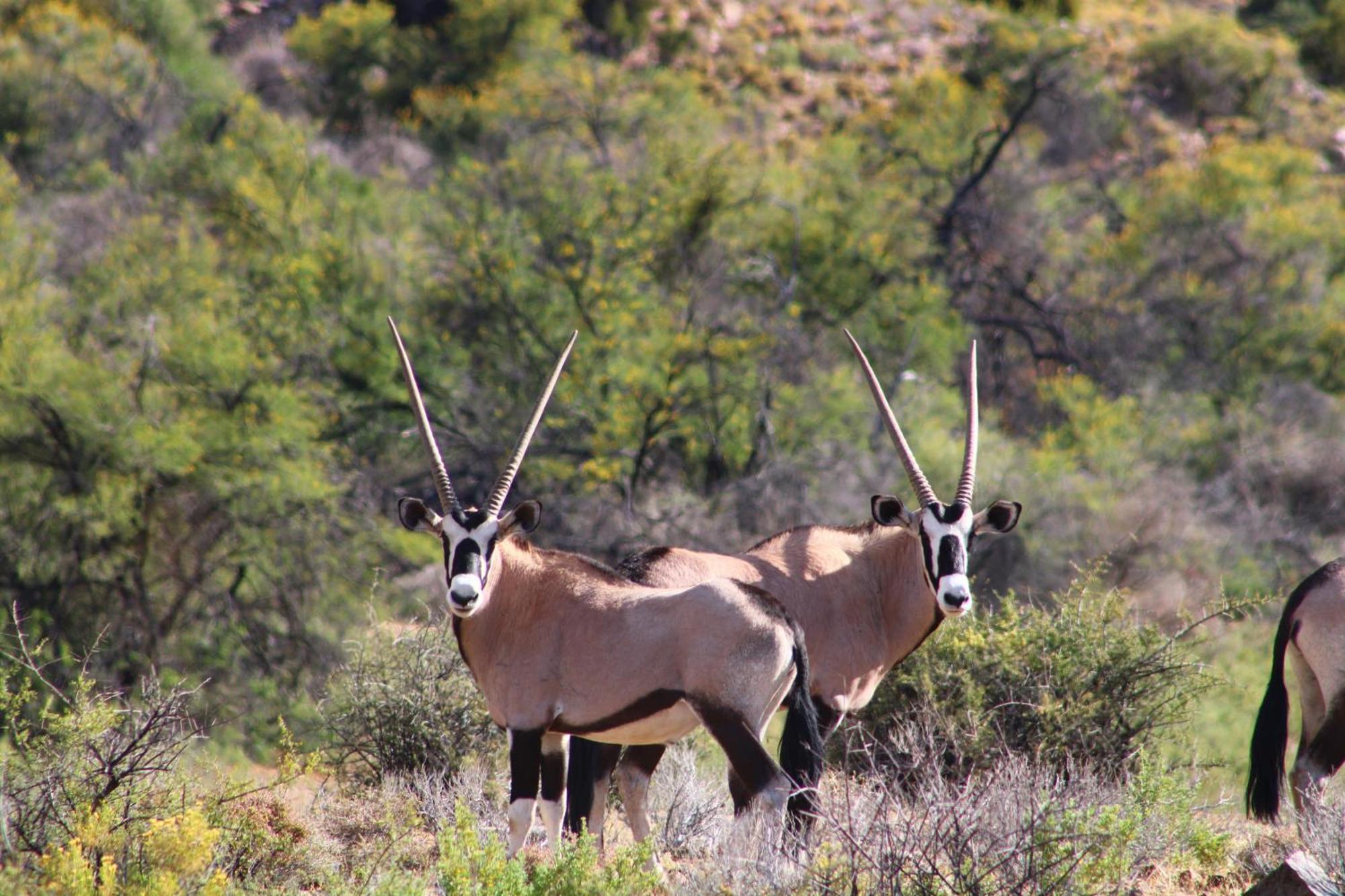 Bosch Luys Kloof Nature Reserve Ladismith Exteriér fotografie